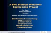 SRI International Bioinformatics 1 A BRG Biofuels Metabolic Engineering Project Bioinformatics Research Group SRI International Caspi@ai.sri.com Latendre@ai.sri.com.
