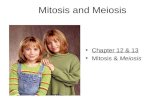 Mitosis and Meiosis Chapter 12 & 13 Mitosis & Meiosis.