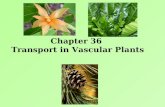 Chapter 36 Transport in Vascular Plants. A. Physical Forces H2OH2O CO 2 O2O2 light sugar H2OH2O CO 2 O2O2 minerals.
