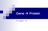 Gene Protein Chapter 17. Protein Synthesis / Gene Expression Gene expression: The translation of information encoded in a gene into protein or RNA. Expressed.