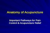 Anatomy of Acupuncture Important Pathways for Pain Control & Acupuncture Relief.
