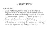 Nucleotides Specification: State that deoxyribonucleic acid (DNA) is a polynucleotide, usually double stranded, made up of nucleotides containing the bases.