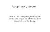 Respiratory System ROLE: To bring oxygen into the body and to get rid of the carbon dioxide from the body.