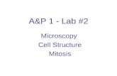 A&P 1 - Lab #2 Microscopy Cell Structure Mitosis.