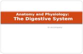 To accompany Anatomy and Physiology: The Digestive System.