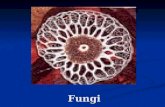 Fungi. Fungi are eukaryotic heterotrophs that digest food externally and absorb the the digested materials through their body walls. Fungi are eukaryotic.