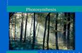 Photosynthesis. Photosynthesis in nature Autotrophs: biotic producers; photoautotrophs; chemoautotrophs; obtains organic food without eating other organisms.