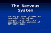 The Nervous System The big picture: gathers and processes information, responds to stimuli, and coordinates the workings of different cells.