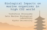 Biological Impacts on marine organisms in high CO2 world Yoshihisa Shirayama Seto Marine Biological Laboratory Kyoto University.