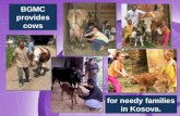 BGMC provides cows for needy families in Kosova..