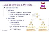AP Biology 2004-2005 Lab 3: Mitosis & Meiosis Conclusions Mitosis longest phase = interphase each subsequent phase is shorter in duration Meiosis 4:4 arrangement.