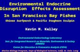 Environmental Endocrine Disruption Effects Assessment In San Francisco Bay Fishes Shiner Surfperch & Pacific Staghorn Sculpin Kevin M. Kelley Environmental.