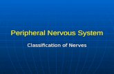 Peripheral Nervous System Classification of Nerves.
