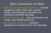 Skin Functions of Skin Mechanical/Chemical damage – keratin toughens cells; fats cells cushion blows; and pressure receptors to measure possible damage.