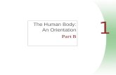 1 The Human Body: An Orientation Part B. Anatomical Position Body erect, feet slightly apart, palms facing forward, thumbs point away from body Figure.