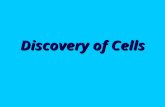 Discovery of Cells. First to View Cells In 1665, Robert Hooke used a microscope to examine a thin slice of cork What he saw looked like small boxes so.