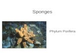 Sponges Phylum Porifera. Phylum Porifera – Pore Bearers Water flow Choanocyte Spicule Pore cell Pore Epidermal cell Archaeocyte Osculum Central cavity.