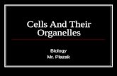 Cells And Their Organelles Biology Mr. Plazak. Intro.