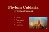 Phylum Cnidaria (Coelenterates) Jellies Anemones Corals Hydroids.