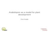 Arabidopsis as a model for plant development Eva Huala.