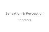 Sensation & Perception Chapter4. Sensation Def:the stimulation of sensory receptors and the transmission of sensory information to the central nervous.
