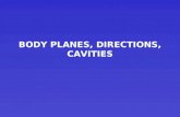 BODY PLANES, DIRECTIONS, CAVITIES BODY PLANES LINE THROUGH THE BODY AT VARIOUS PARTS TO SEPARATE THE BODY INTO SECTIONS.