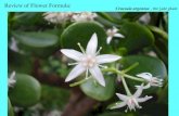 Crassula argentea - the jade plant Review of Flower Formula:
