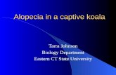 Alopecia in a captive koala Tarra Johnson Biology Department Eastern CT State University.