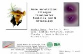 Gene annotation: Nitrogen transporter families and N metabolism Annick Brun, Eva Lucic, Marc Buée, Barbara Montanini, Damien Blaudez, Francis Martin et.