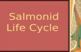 Salmonid Life Cycle. Eggs Alevin Fry Smolt Adult Spawner Freshwater Estuary Ocean.