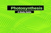 Photosynthesis A Study Guide. O 2 and glucose CO 2 H2OH2O Plants can make its own food [glucose] by using light from the Sun. A by-product of this process.