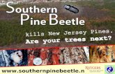 Www.southernpinebeetl e.nj.gov. Active for decades in Southeastern U.S. Reported insect problem in New Jersey in 2001 Confirmed by NJFS & USFS (Dendroctonus.