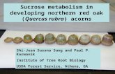 Sucrose metabolism in developing northern red oak (Quercus rubra) acorns Shi-Jean Susana Sung and Paul P. Kormanik Institute of Tree Root Biology USDA.