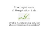 Photosynthesis & Respiration Lab What is the relationship between photosynthesis and respiration?