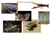 Phylum Arthropoda. Several million species. Hard exoskeleton.