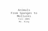 Animals From Sponges to Mollusks Fall 2005 Mr. King.
