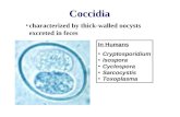 Coccidia characterized by thick-walled oocysts excreted in feces In Humans Cryptosporidium Isospora Cyclospora Sarcocystis Toxoplasma.