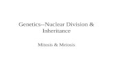 Genetics--Nuclear Division & Inheritance Mitosis & Meiosis.