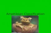 Amphibian Classification. Amphibian Classification Notes Amphibians occur on all continents except Antarctica. There are about 4000 living species of.