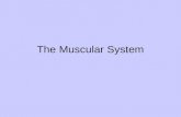 The Muscular System. Characteristics of Muscle Tissue Contractility- the ability to shorten and thicken Excitability – ability of muscle tissue to receive.