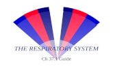 THE RESPIRATORY SYSTEM Ch 37.1 Guide Breathing:Mechanical intake gas Diaphram muscle expands & contracts the chest cavity.