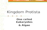 Kingdom Protista One celled Eukaryotes & Algae Protista: Plant Like: Euglena Diatoms Algae (one celled Or multi- celled kelp) Animal Like: Euglena Paramecium.