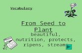 Vocabulary : From Seed to Plant beautiful, nutrition, protects, ripens, streams.