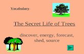 Vocabulary : The Secret Life of Trees discover, energy, forecast, shed, source.