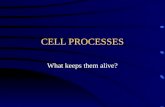 CELL PROCESSES What keeps them alive? Moving Cellular Materials Cells have a _____ membrane that regulates what goes into or out of the cell. Passive.