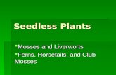 Seedless Plants Mosses and Liverworts Mosses and Liverworts Ferns, Horsetails, and Club Mosses Ferns, Horsetails, and Club Mosses.