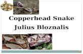 Julius Bloznalis Copperhead Snake There are five different groups of animals with vertebrates. THEY ARE: MAMMALS FISH REPTILES BIRDS AMPHIBIANS.