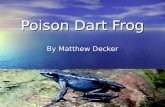Poison Dart Frog By Matthew Decker. There are five different groups of animals with Vertebrates. These classifications are: Mammals Mammals Fish Fish.