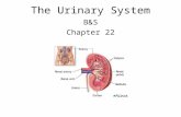 The Urinary System B&S Chapter 22. The Urinary System Is also called the excretory system because one of its main functions is to remove waste products.