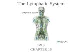 The Lymphatic System B&S CHAPTER 16. The Lymphatic System Can be considered a supplement to the circulatory system The lymphatic system is different from.
